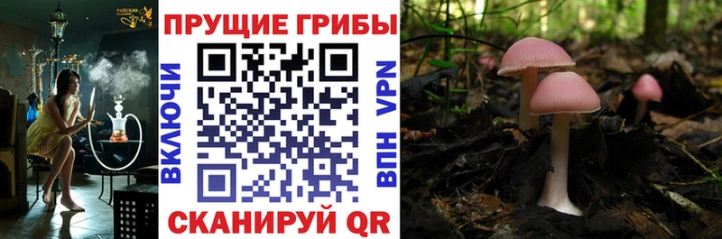 Псилоцибиновые грибы Magic Shrooms купить сайты Змеиногорск